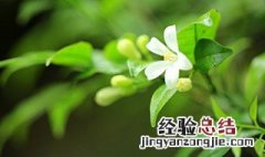 七里香花语 七里香花语象征与寓意