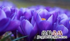 紫色郁金香花语文案 紫色郁金香花语