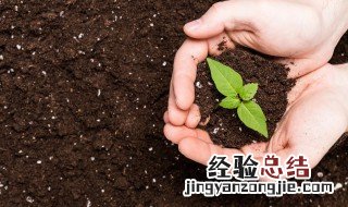 盆栽变黄用什么原因 盆栽植物发黄怎么办