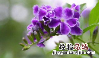 金露花换盆最佳方法 金露花换盆方法