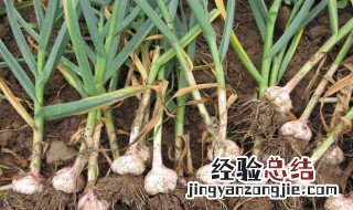 楼顶大蒜种植方法 大蒜怎么种植