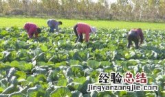 菜花丰产新方法 怎么让菜花高产