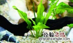 再生草种植方法 种植的方法介绍