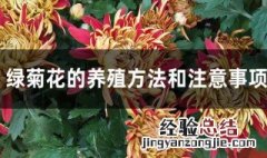 绿色菊花种植方法 绿菊花的养殖方法和注意事项