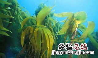 海草去泥沙方法 海草做什么好吃