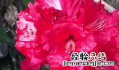 种植马缨花的方法 马缨花的养殖方法介绍