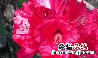 种植马缨花的方法 马缨花的养殖方法介绍