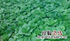 小白菜种植方法和时间 小白菜种植方法和时间周期