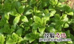 角菜种植方法 角菜如何种植