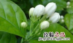 茉莉花松土方法 茉莉花如何松土