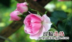 过冬月季花怎样修剪 过冬月季花修剪方法