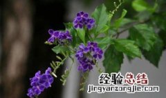 金露花养殖方法 养殖金露花的好方法