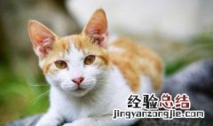 猫能喝酒吗 猫能能不能喝酒