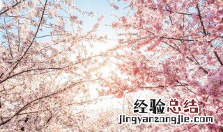 樱花和樱桃花一样吗 樱花和樱桃花是不是一样的