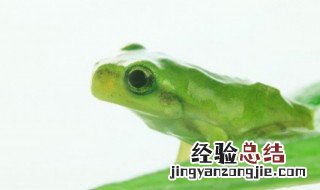 青蛙养殖补贴政策2019标准 青蛙养殖国家有没有补贴