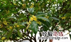 桂花修剪方法图解 桂花树怎么修剪