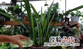 花卉白马王子该放在哪里养殖 白马王子盆栽怎么养