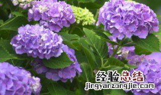 紫阳花花语 紫阳花花语日本无尽夏