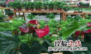 鹅掌红是什么症状 鹅掌红植物养殖方法