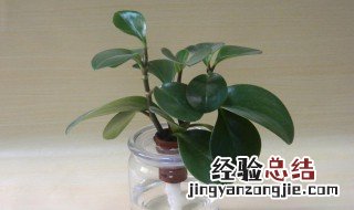 碧玉分株方法 碧玉如何分株