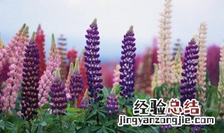 鲁冰花的花语 鲁冰花的花语是什么