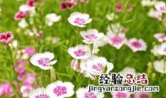 石竹花语 石竹花语寓意是什么