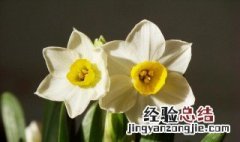 水仙花的花语和象征意义是什么? 水仙花的花语和象征