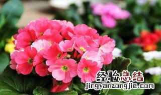 送老师鲜花禁忌 送老师鲜花禁忌哪些