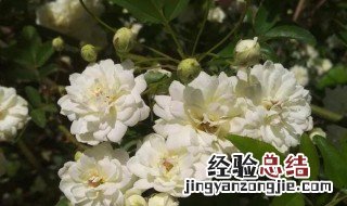 木香花花语象征与寓意 木香花花语