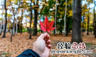 6种方法来储存落叶 保存落叶的方法