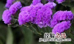 补血草花语 补血草是什么花序