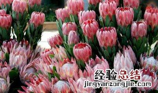 帝王花花语 帝王花花语是什么意思