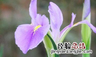 白色紫罗兰花语寓意是什么 白色紫罗兰花语