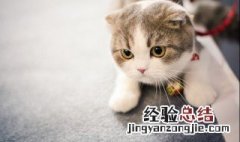 家里养猫好不好 家里养猫好吗