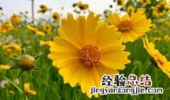 金鸡菊花语象征与寓意是什么 金鸡菊花语