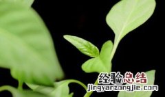 怎么能让种子发芽 3种方法来让种子发芽