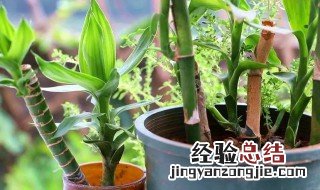 富贵竹竹养几支最旺运 富贵竹养几支最旺运属狗