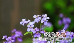 二月兰花语爱情寓意是什么呢 二月兰花语