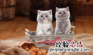 怀孕能养猫吗 怀孕能不能养猫