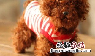 如何挑选漂亮泰迪幼犬 怎样挑选泰迪幼犬