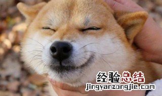 柴犬好养吗 柴犬好不好养