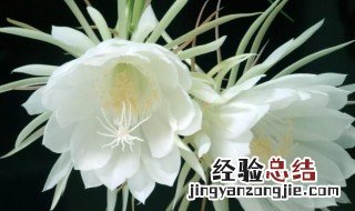 昙花花语 昙花花语及寓意和象征