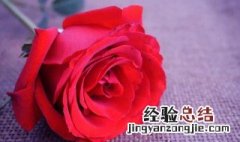 红色玫瑰花语 红色玫瑰花语与寓意是什么