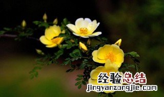 黄刺玫花语 黄刺玫花语是什么意思?