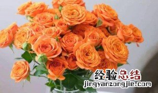 橘色玫瑰花语 橘色玫瑰花语的准确意思