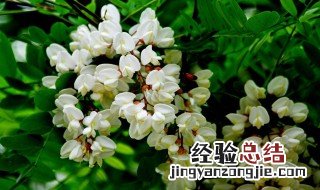 槐花的花语是 槐花的花语