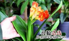 君子兰的花语 君子兰的花语是什么意思?