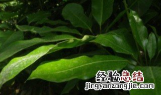 招财树怎么养殖 招财树怎么养殖视频教程