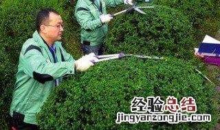 修剪方法图解 植物修剪得4个步骤详解