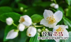 茉莉11月可以修剪吗 茉莉冬季该如何修剪